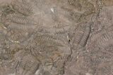 Ordovician Trilobite Mortality Plate (Pos/Neg) - Morocco #194174-5